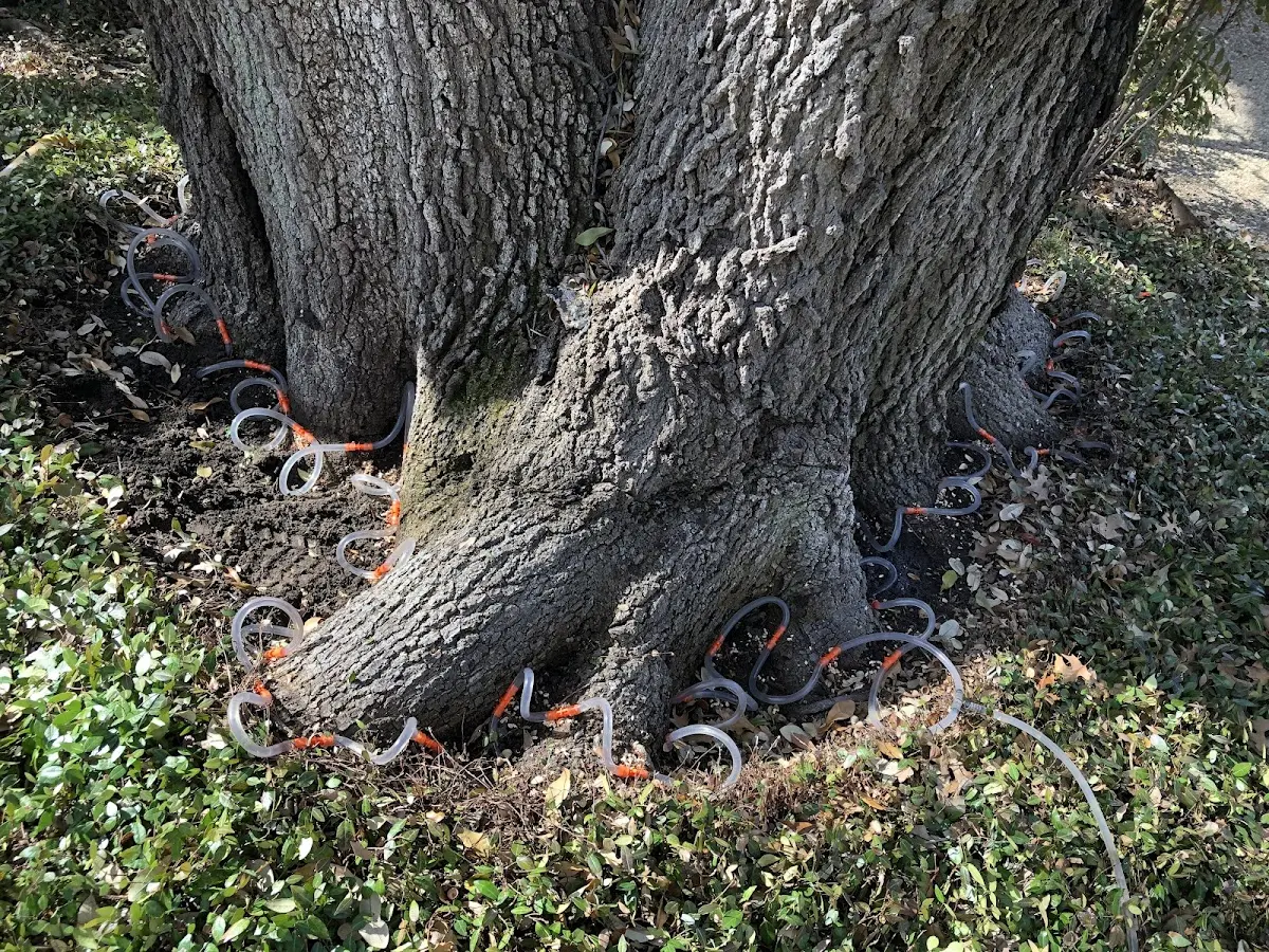 Detailed Tree Cabling and Bracing job site in Swayzee